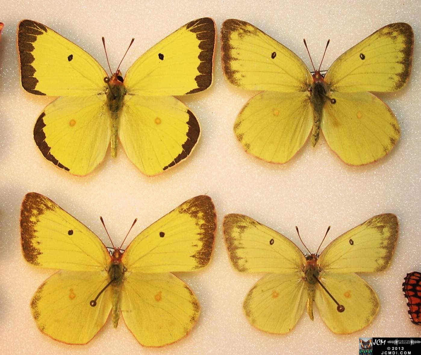 Harford's Sulphur (Colias harfordii) 